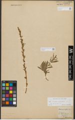 Foto von Salix purpurea L.